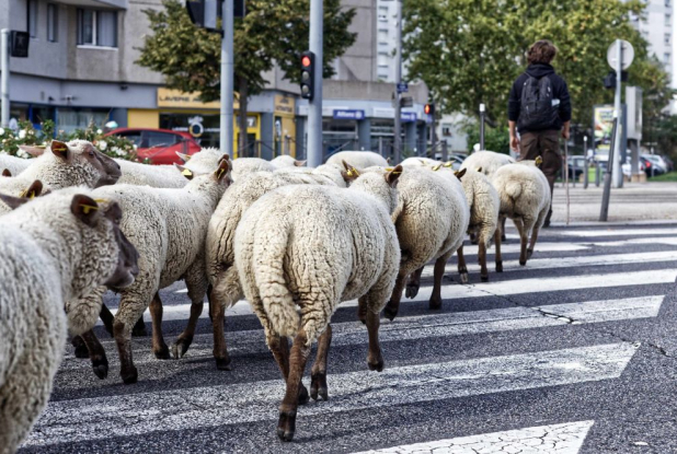 Petite transhumance du Grand Lyon - Passage piéton