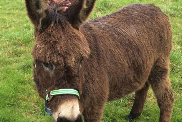 Ferme à Roulettes - Balades âne du week-end