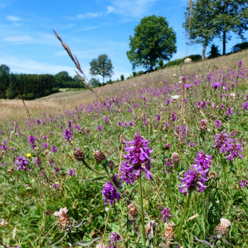 Parc Naturel Régional de l'Avesnois