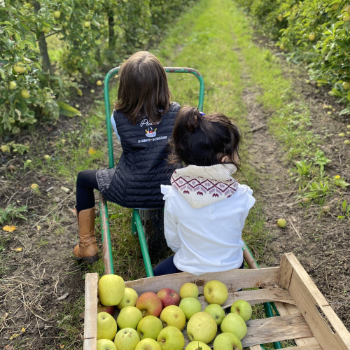 Ferme Placier : enfants ramassent pommes à Chasseloire
