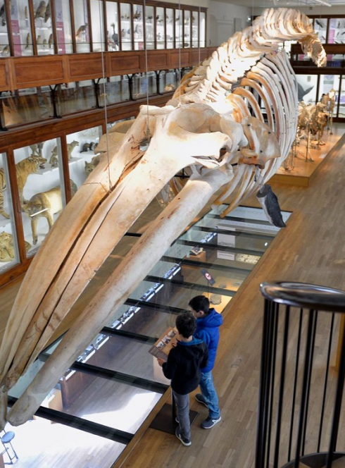 Halloween 2018 au Muséum de Nantes