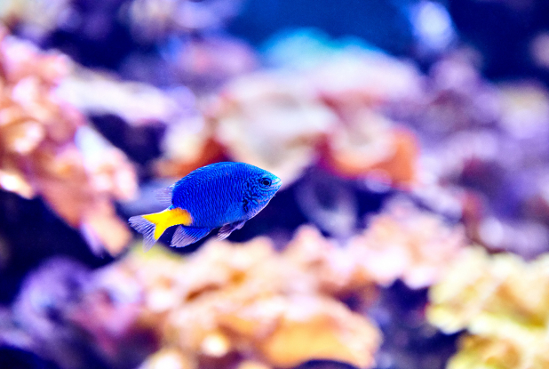 Poisson Demoiselle à l'Aquarium de Lyon