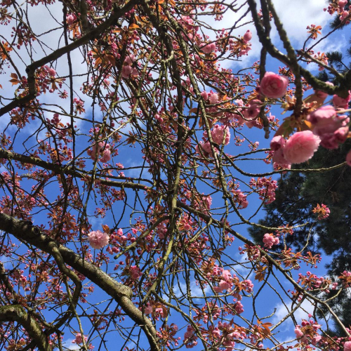 Domaine départemental de Sceaux : parc avec cerisiers en fleurs