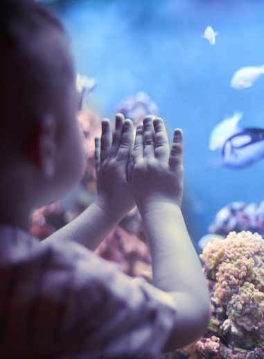 Sa première sortie à l’aquarium