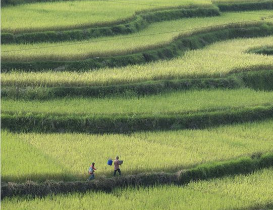 Le Promeneur d'oiseau