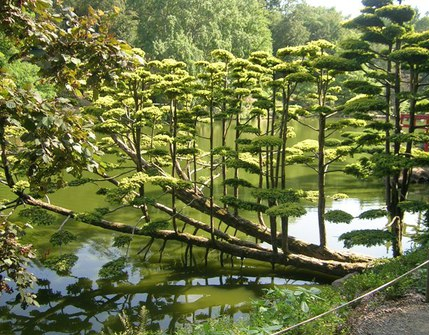 Parc oriental Maulévrier