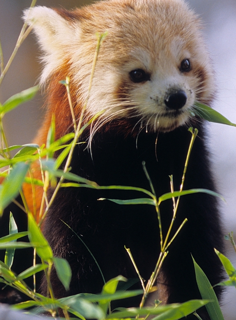 La Ménagerie et le Jardin des Plantes - Panda roux