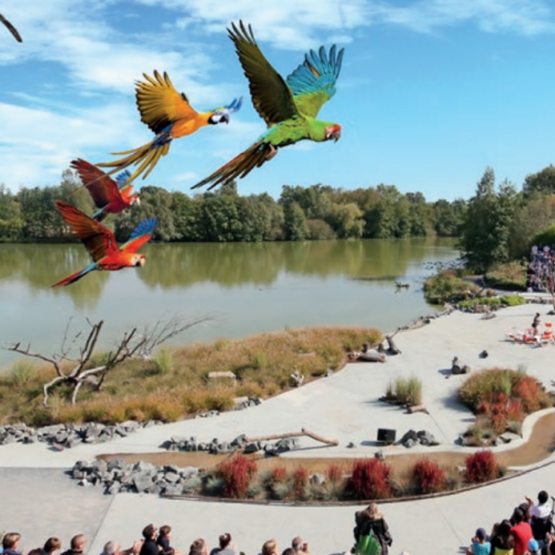 Spectacle au Parc des Oiseaux