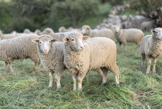 Balade avec des moutons en famille