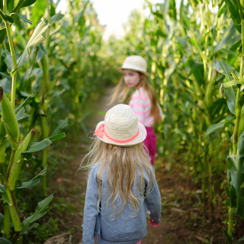 Enfants dans un labyrinthe de maïs