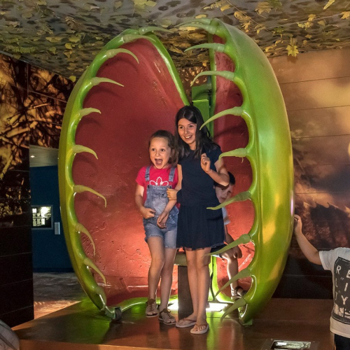 La cité des insectes