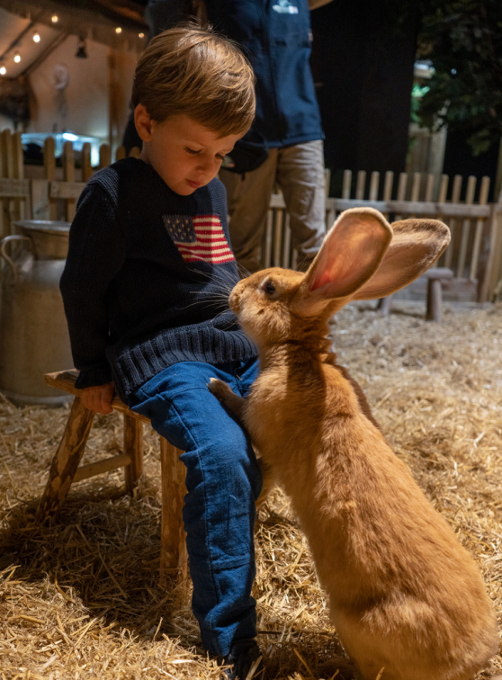 Le Monde de Noé Paris : un garçon face à un lapin