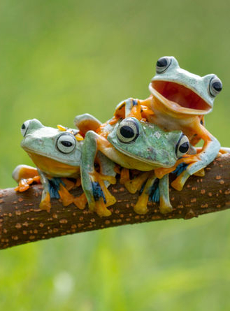 Les grenouilles vues par Hendy Mp