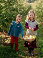 Cueillette de la Grange : enfants ramassent des pommes