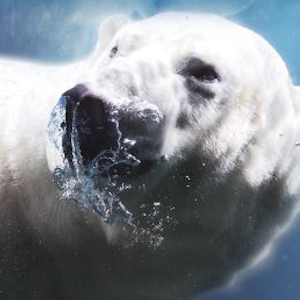 Mission Polaire - L'exposition, affiche