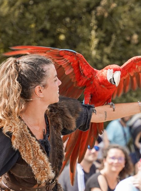 Château de Talmont Saint Hilaire : spectacle fauconnerie