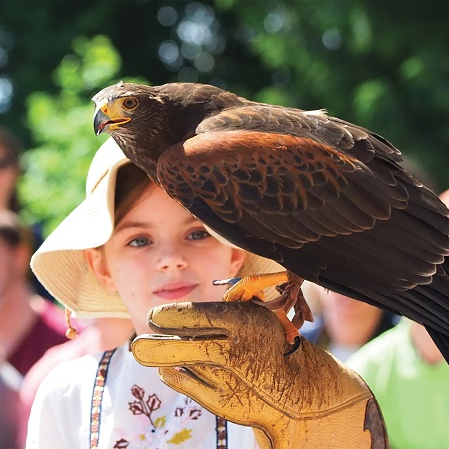 La Volerie des Aigles été 2024
