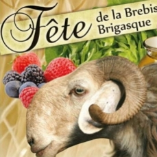 Brebis brigasque