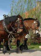 Les amis du cheval