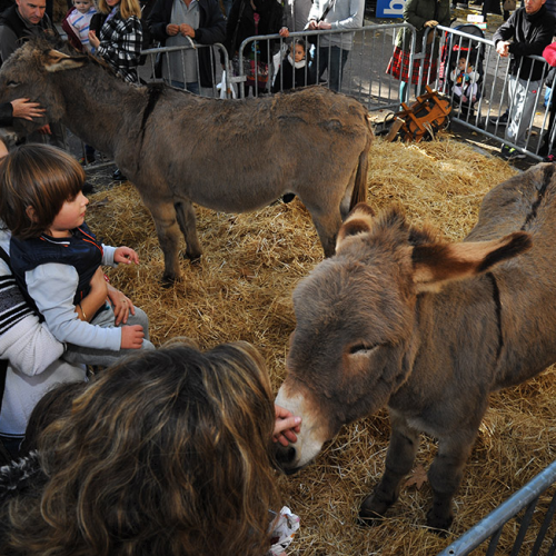 Fête de la châtaigne à Cagnes