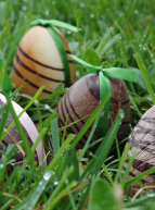 Chasse aux oeufs de Pâques 2014 à Wattrelos