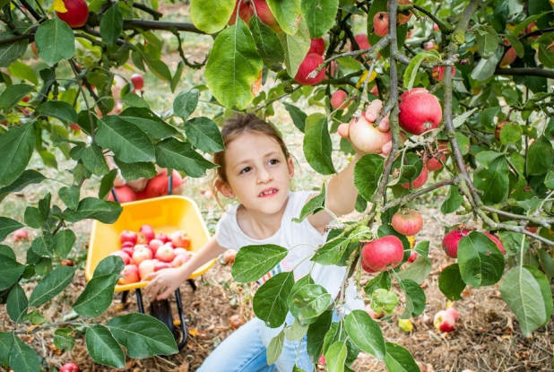 Cueillette de Cergy : fillette ramasse pomme