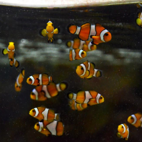Halloween à l'Aquarium de Lyon