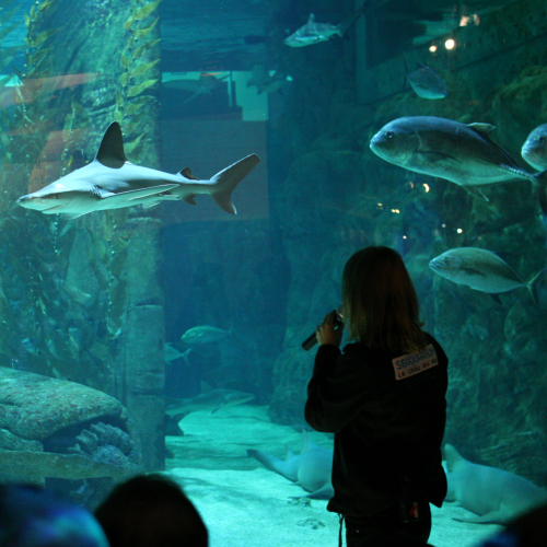 Animation famille au Seaquarium