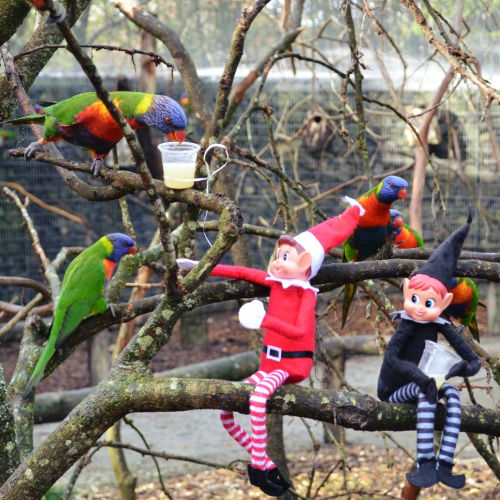 Noël 2018 au Zoo de Bordeaux Pessac
