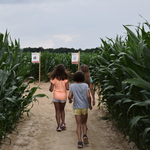 Labyrinthe du Thimerais