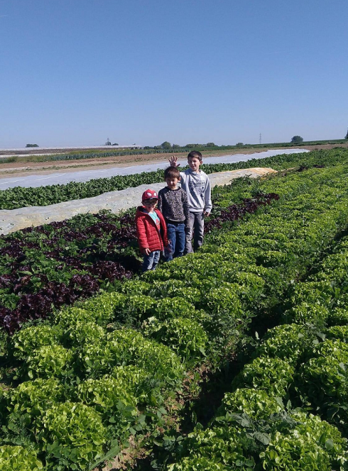 Aux 4 Vents : Trois petits garçons au milieu d'un champ de salades