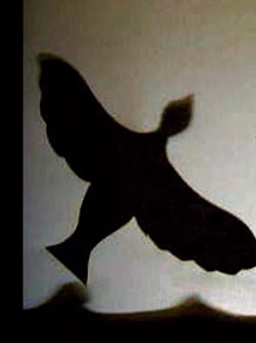 Des oiseaux plein la tête