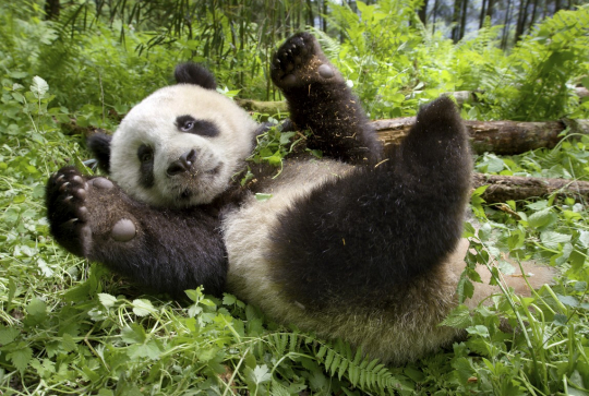 Un nouveau jour sur Terre : panda