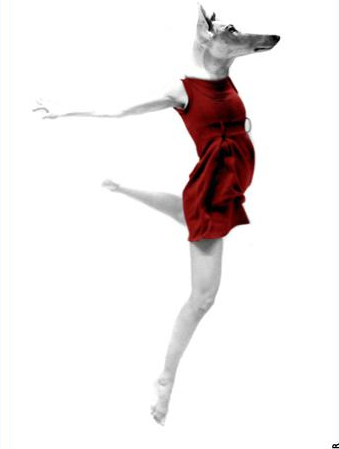 Nos amours bêtes - Fabrice Mesquiot