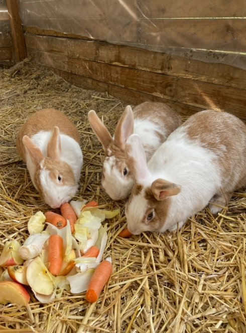 Terre de Soleil : Des petits lapins