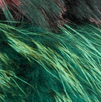 Carnaval et autres animaux