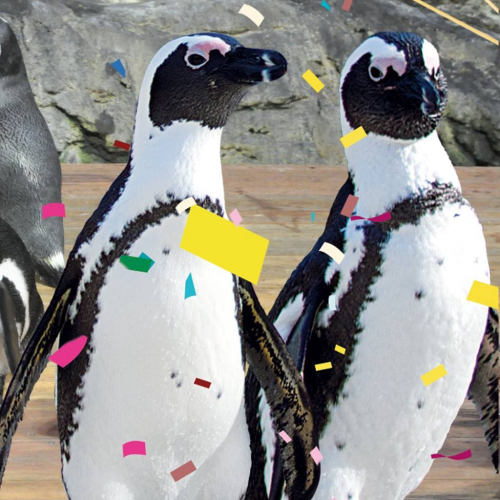 Noël 2017 à Mare Nostrum