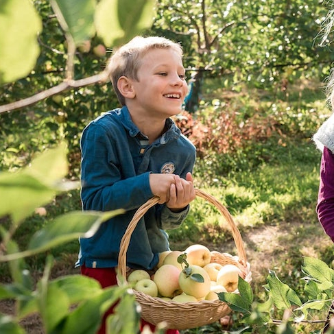 Cueillette de Servigny : pommes dans un panier
