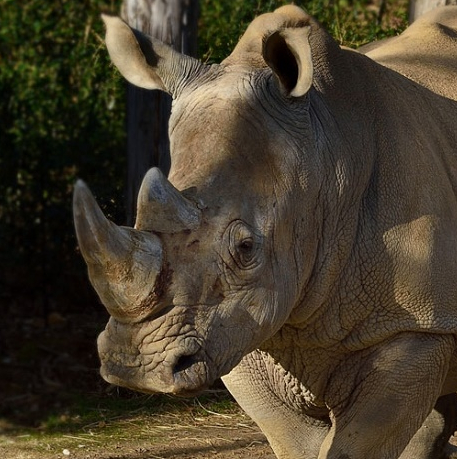 Week-end des rhinocéros