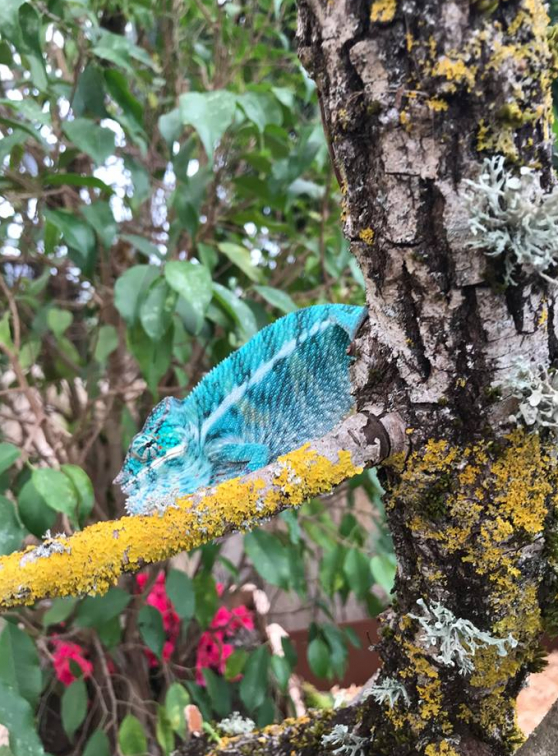 La Planète des Crocodiles : caméléon