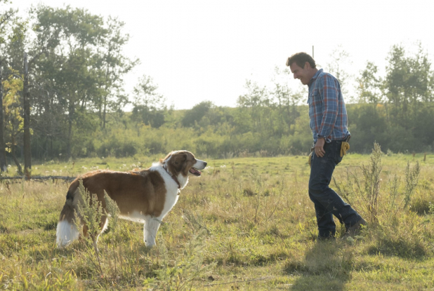 A Dog's Journey - Champ