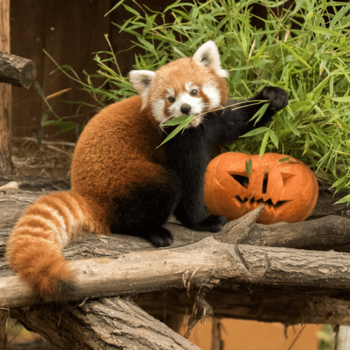 Parc animalier de Sainte-Croix : Halloween 2019