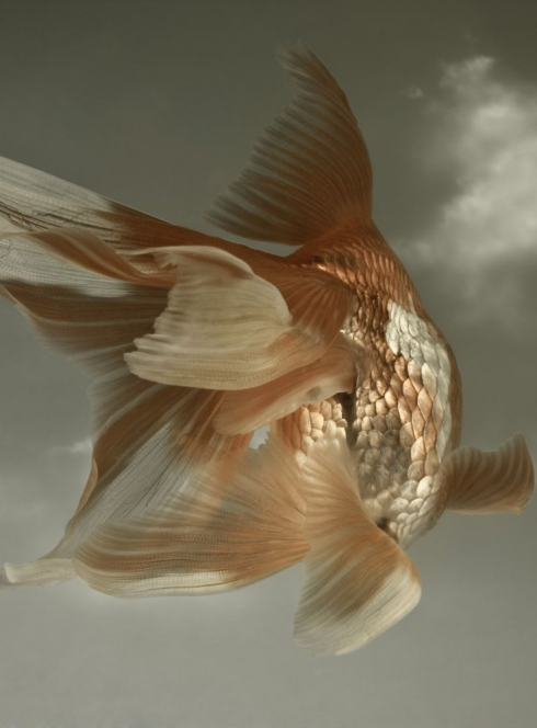 Le garçon et le poisson magique - Leonard Evers