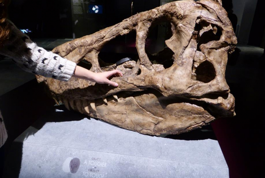 Objet à toucher au Musée des Confluences de Lyon