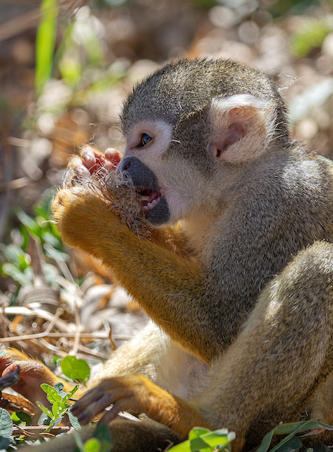 Terre de Singes : parc zoologique de Lumigny