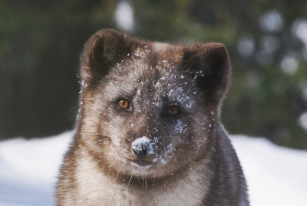 Kina & Yuk : renards de la banquise - regard caméra