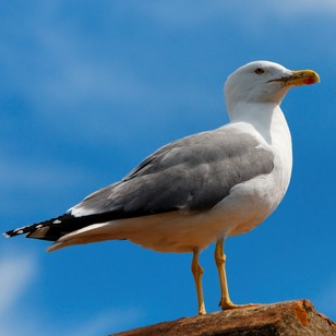 Il faut sauver Posidonie - Cie Nouez-vous