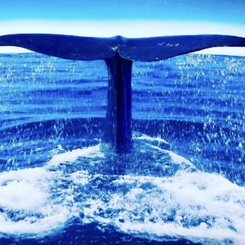 Baleines, les gardiennes de la planète : affiche