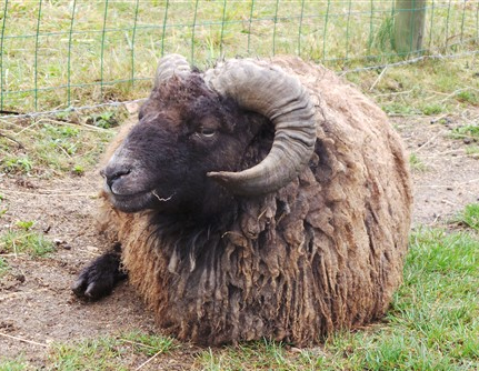 Ferme de la Chasseloire : chèvre