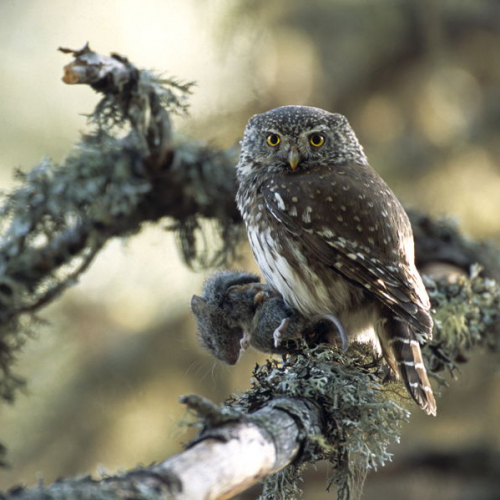 13ème nuit de la chouette